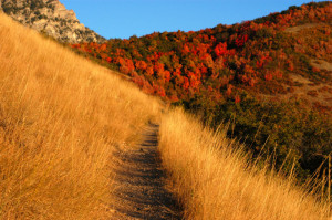 800px-Autumn_mountain_trail